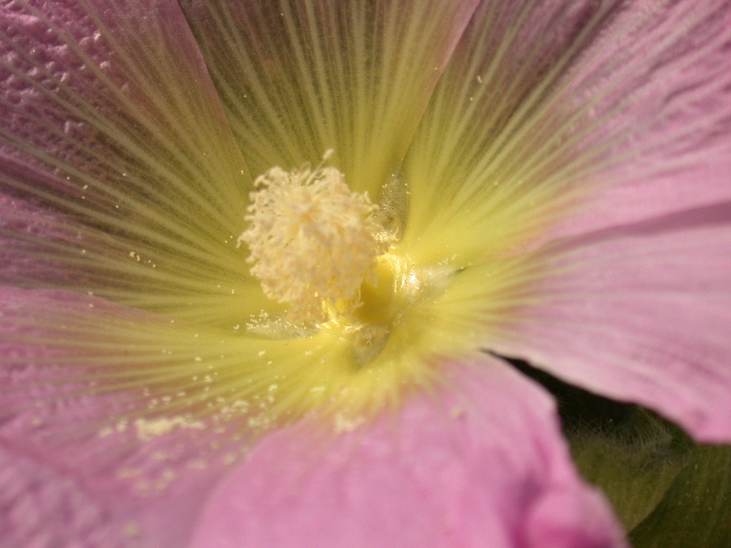 Alcea biennis / Malvone bienne